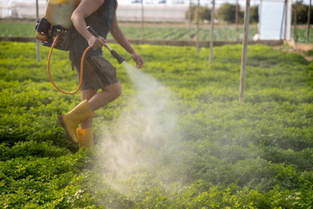 Best Pest Control for Homes  in Montauk, NY
